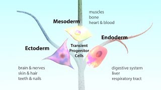 What is a pluripotent stem cell [upl. by Eisak572]