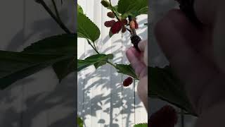 Mulberry picking mulberrytree gardening [upl. by Man]