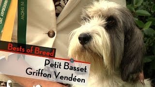 Petit Basset Griffon Vendeen  Bests of Breed [upl. by Barrett824]