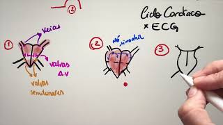 Fisiologia  Coração sistema cardiovascular Completo [upl. by Kenna]