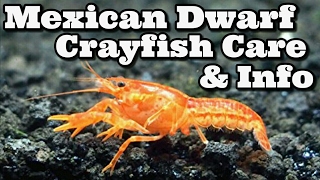 Mexican Dwarf Crayfish Care and Information [upl. by Cirred]