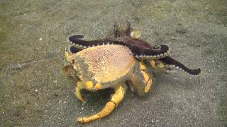 Octopus fighting crab [upl. by Ahsocin]