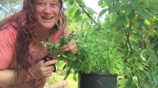 Holy Basil Ocimum sanctum Harvesting and Processing for Medicinal Use [upl. by Marrissa]