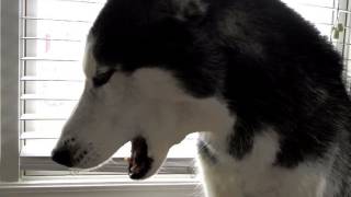 Mishka says quotTaco Bellquot  Husky Dog Talking [upl. by Helbonnas]