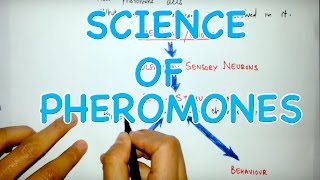 Action Mechanism of Pheromones [upl. by Sheri]