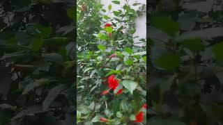 Flowering plants gardenplants houseplantlover trending songnature [upl. by Garret]