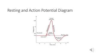 ORIGIN OF BIO POTENTIALS [upl. by Betty]