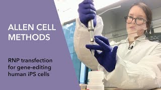 Allen Cell Methods  RNP transfection for gene editing human iPS cells [upl. by Alvinia]