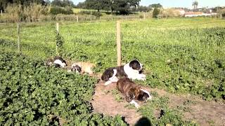 Rafeiro do Alentejo from Paio Pires Kennel [upl. by Neehahs]