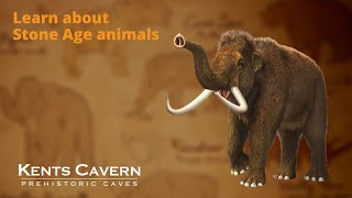 Learn about Stone Age animals [upl. by Maddeu]