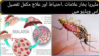 malaria fever symptoms and treatment malaria treatment  malaria symptoms [upl. by Guidotti]