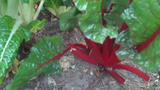 Swiss chard how to plant and grow [upl. by Ahsinit]