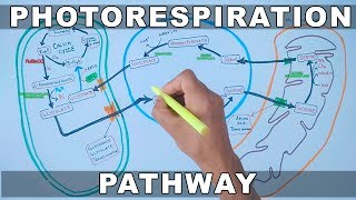 Photorespiration Pathway [upl. by Aneeh]