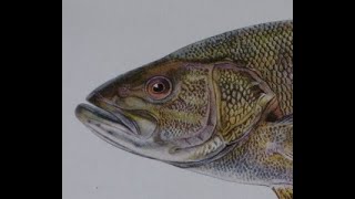 Champlain Watershed Fish Portraits by Ellen Edmonson [upl. by Llenrep]