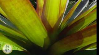 Bromeliad  Aechmea Imperialis Rudra [upl. by Schram]