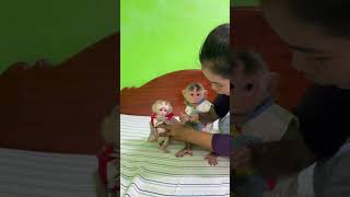 Cute Baby Monkey Tantan amp Baby A Tong [upl. by Dej]