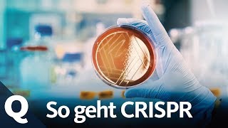 Neue Gentechnik Forscher lieben die CRISPRCas Methode  Quarks [upl. by Anaitit]