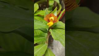 Insulin plant health benefits Costus Igneus  ఇన్సులిన్ మొక్క ఊపయోగాలు  Diabetes [upl. by Nyliahs]