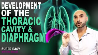 Embryology of the Diaphragm and Thoracic Cavity Easy to Understand [upl. by Ycak]