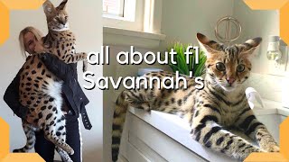 Savannah Cat  The Most Expensive Pet in the world  Largest cat breed F1 Savannah savannahcatscom [upl. by Rehprotsirhc]