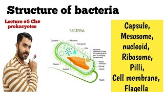 Structure of Bacteria in detail Complete Lecture 5 CH Prokaryotes [upl. by Htiderem]