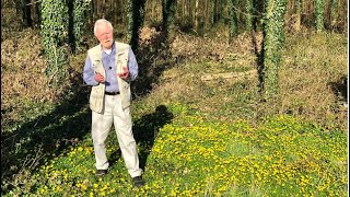 Lesser Celandine with John Feehan in spring part of the Wildflowers of Offaly series [upl. by Llevad]