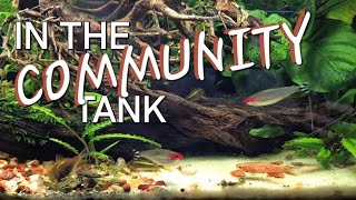 In the Community Tank LIVE [upl. by Purcell329]