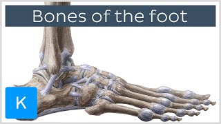 Bones of the foot tarsals metatarsals and phalanges preview Human Anatomy  Kenhub [upl. by Micheal]