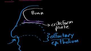 Olfaction  structure amp function [upl. by Natica417]