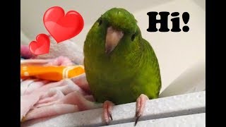 Meet Kermit  My Adopted Lineolated Parakeet [upl. by Ennovihc]