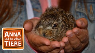 Feldhase und Wildkaninchen  Reportage für Kinder  Anna und die wilden Tiere [upl. by Nodnal]