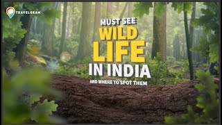 Must see wildlife in India and where to find them [upl. by Ecidna]