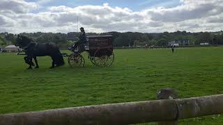 northern Hackney Horse Show 2024 [upl. by Melvina]