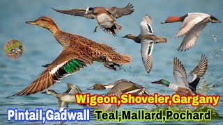 PintailGadwallTealMallardpochardwigeonshoveler best call sound  All Ducks voice [upl. by Nnawtna]