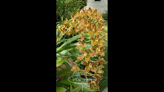 Grammatophyllum  How to Grow and Care [upl. by Hazem]