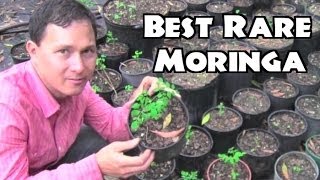 Best Moringa to Grow amp Rare Herb Nursery [upl. by Lezah343]