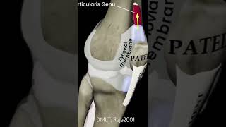 Joined the moving of patellajoin medicalanimationhealthcare dmltlab patella joined pain lab [upl. by Nedlog]