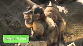 Capuchin Monkeys [upl. by Anirrok]