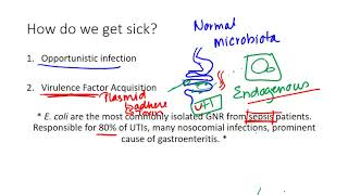 Escherichia coli [upl. by Demha]