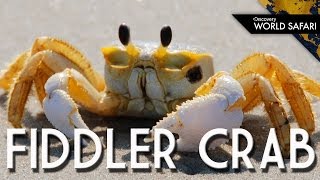 For Fiddler Crabs Size Matters [upl. by Agosto367]