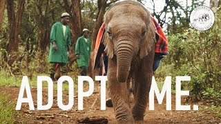 Adopt me  Sheldrick Trust [upl. by Berri]