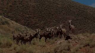 Desert Bighorn Mountain Sheep Middlegate Nevada [upl. by Oneg220]