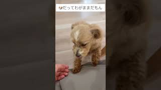 抱っこしてもらうまで諦めない犬＃shortsマルプー 犬 抱っこ [upl. by Aneekal]