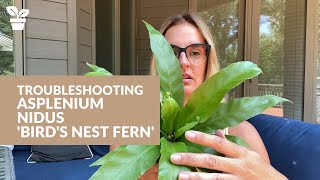 Common Problems with Birds Nest Fern  Asplenium Nidus Care [upl. by Alegnaed]