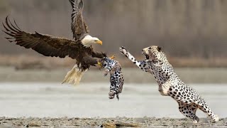 Incredible Moments of Eagle Attacks  Animal Fight [upl. by Bringhurst]