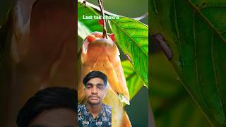 Main to bhavra hun sorry kaliyon ki karta chori fish song love trending shorts youtubeshorts [upl. by Agee]