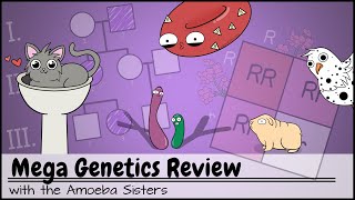 Mega Genetics Review [upl. by Amrak]