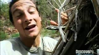 Bear Grylls EATS ALIVE SPIDER [upl. by Emerick]