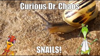 Snails for Kids  Curious Dr Chaos  Educational videos for kids [upl. by Yllatan]