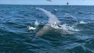 Diving Gannet Photography Experience along Bempton Cliffs with Yorkshire Coast Nature [upl. by Roach]